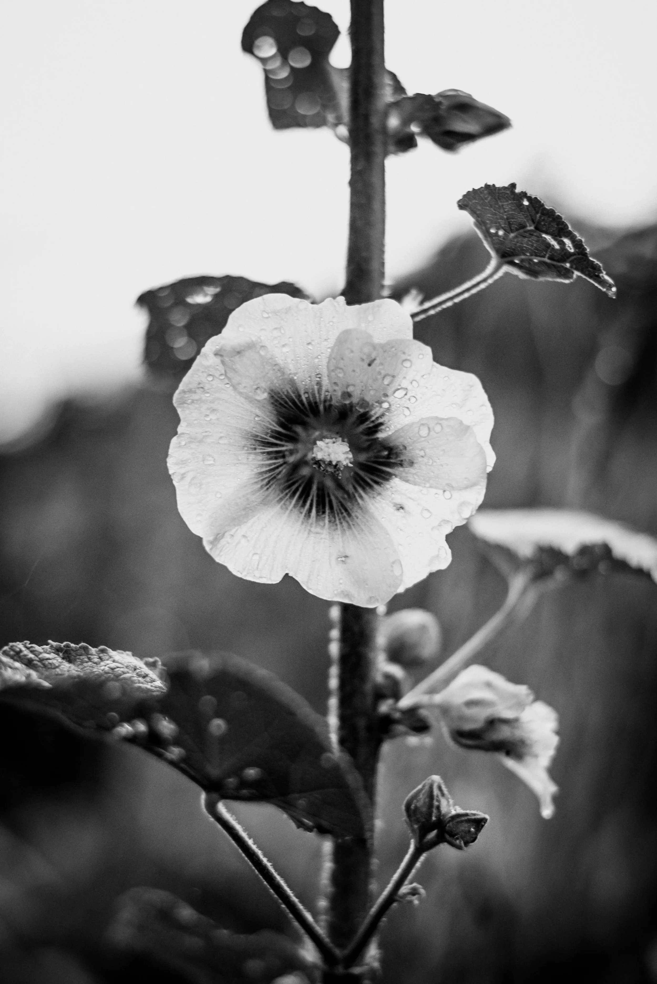 Flower-1.jpg