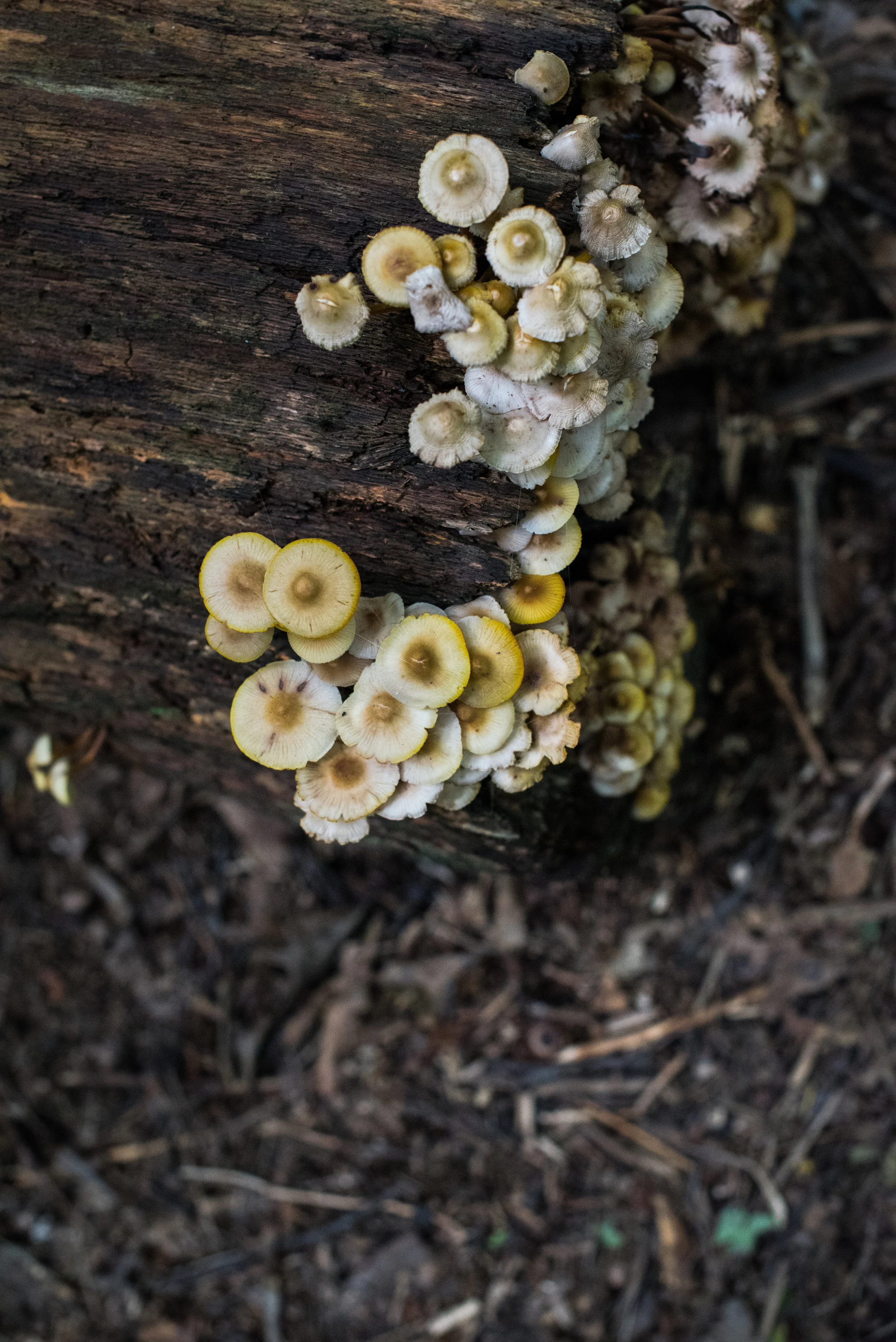art476_projectone_porkies (9 of 15).jpg