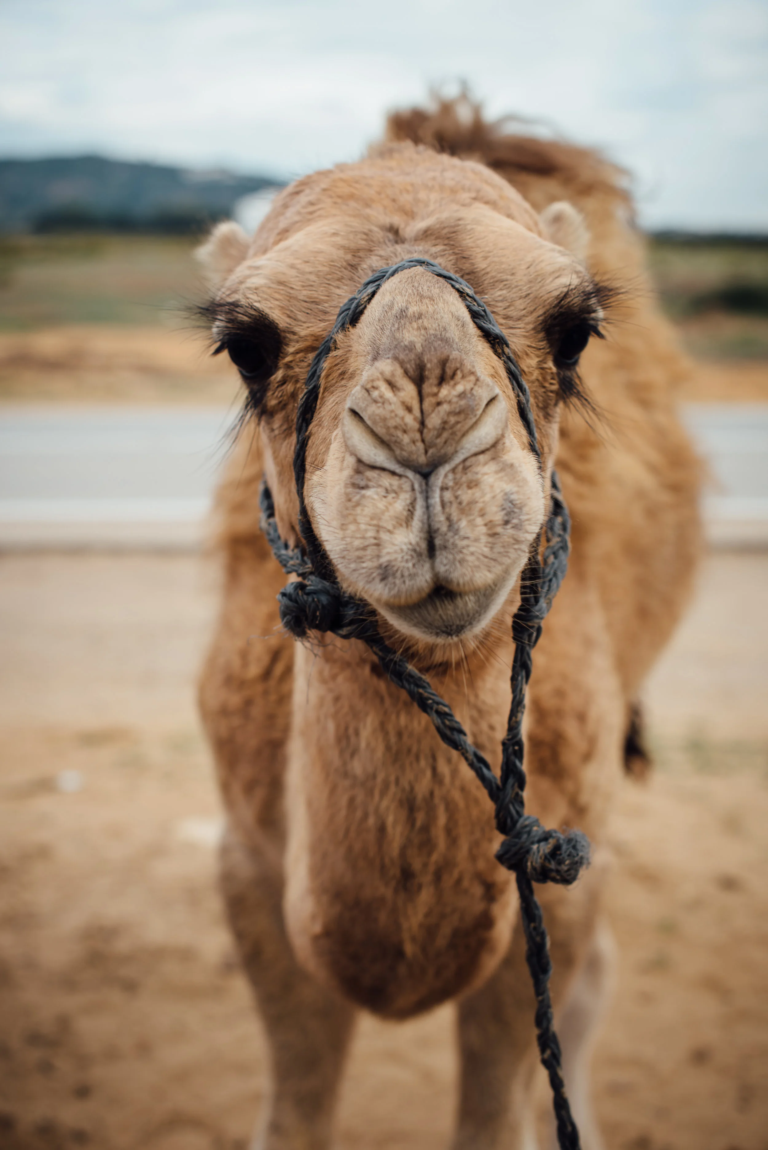 BabyCamel-1.jpg