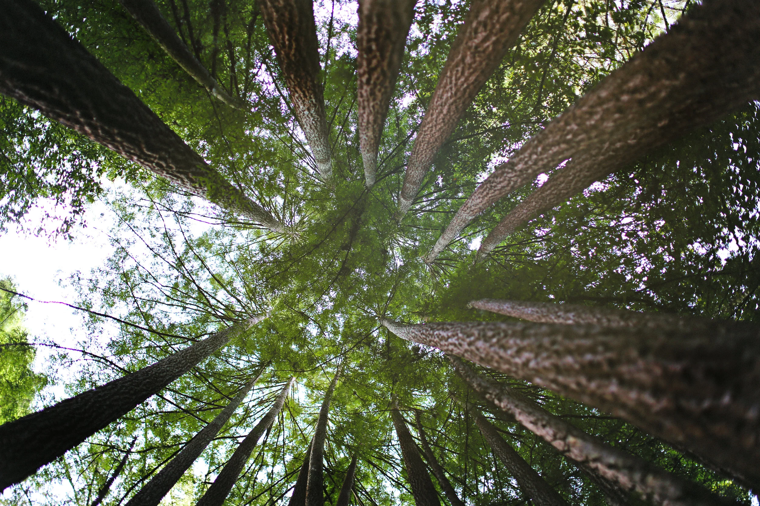 Redwoods2.jpg