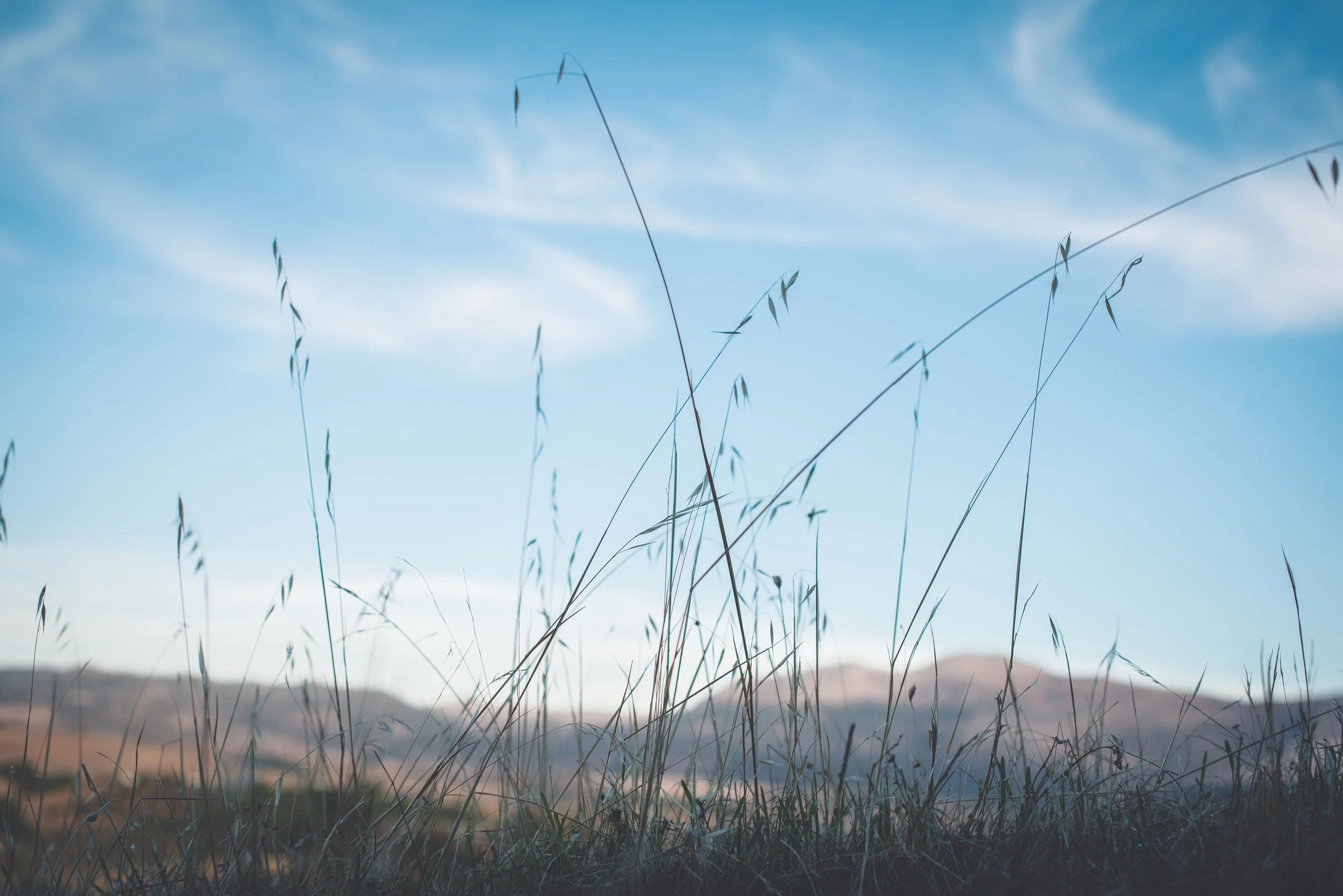 grass-1.jpg