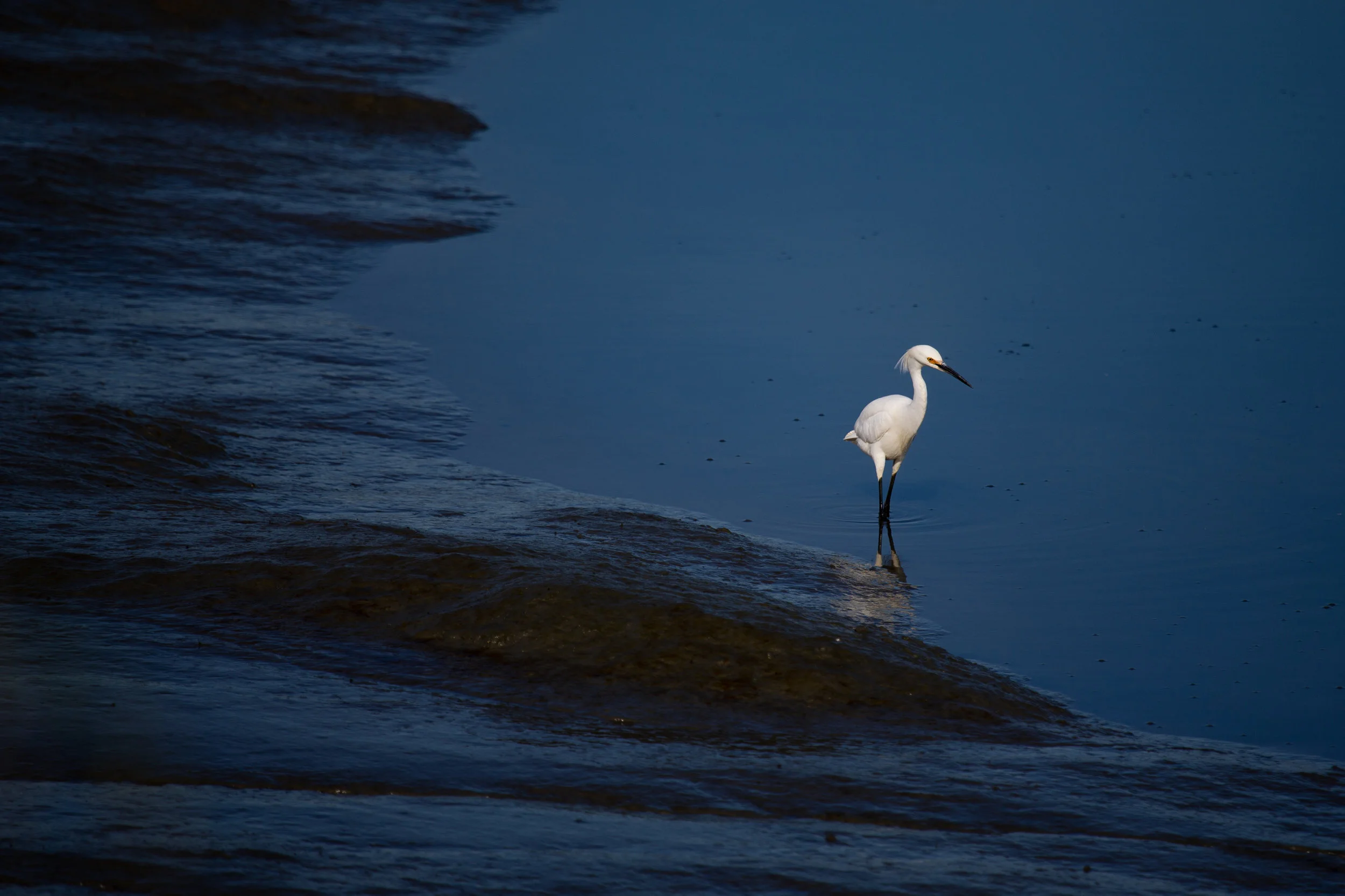 Wang Ji Wu Qi Gong with Kirsten Isakson, LAc (Online), 10am PT/1pm ET
