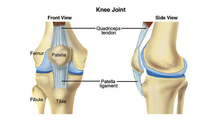 knee pain — Blog — Pro Dynamic Physical Therapy Inc.