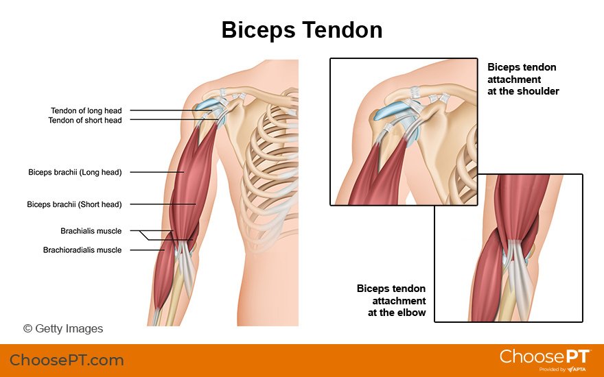 Torn Pectoral Muscle Recovery Time: Speed Healing, Preventing Reinjury –  The Amino Company