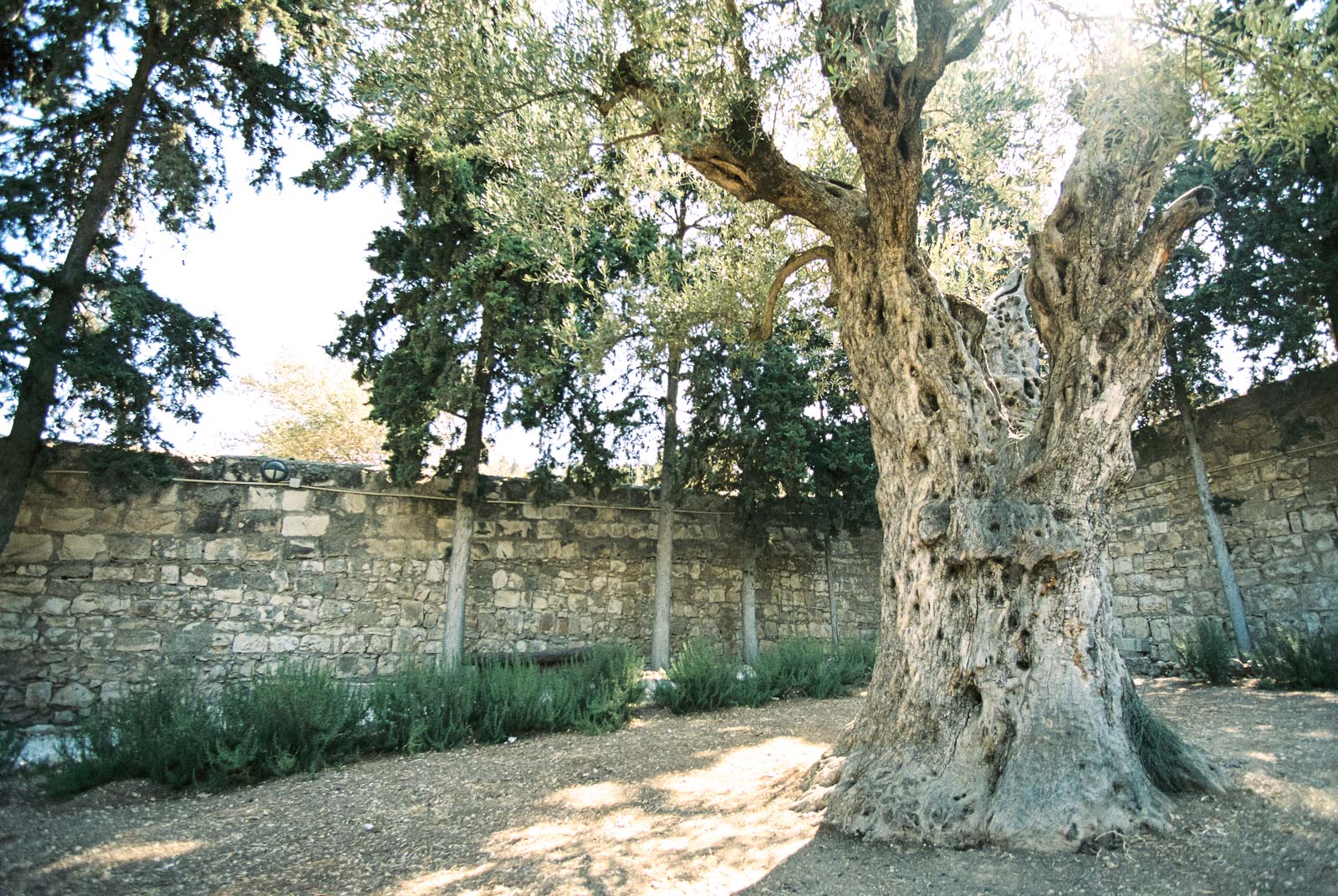 The Garden of Gethsemane by Destination Wedding Photographer Matt Erickson Photography