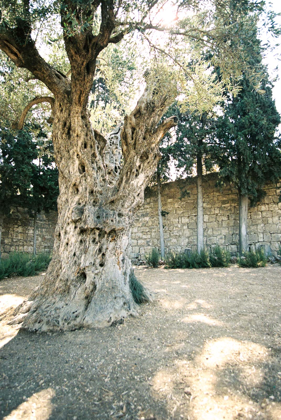 The Garden of Gethsemane by Destination Wedding Photographer Matt Erickson Photography