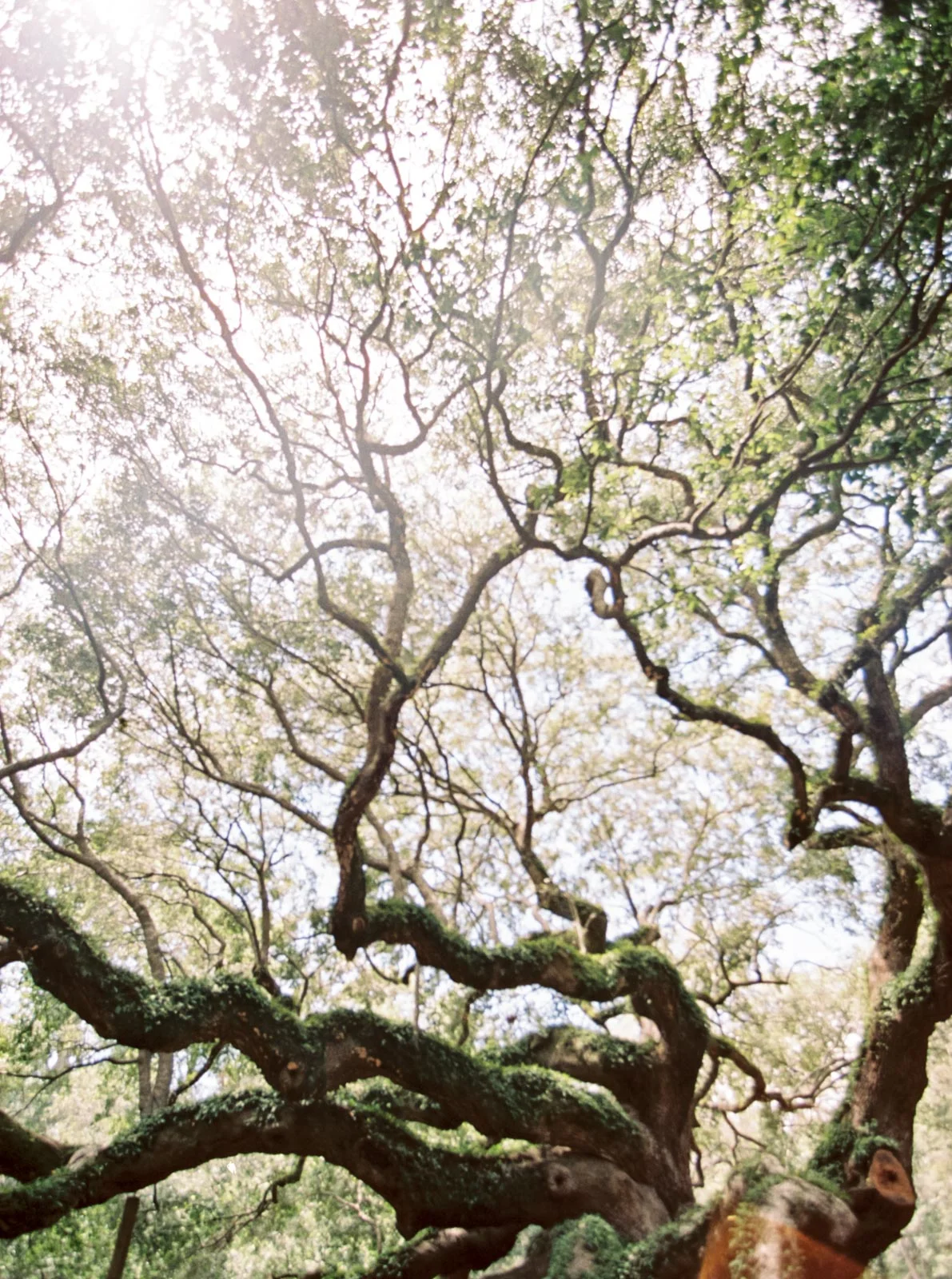 Charleston on film by Cleveland Wedding Photographer Matt Erickson Photography