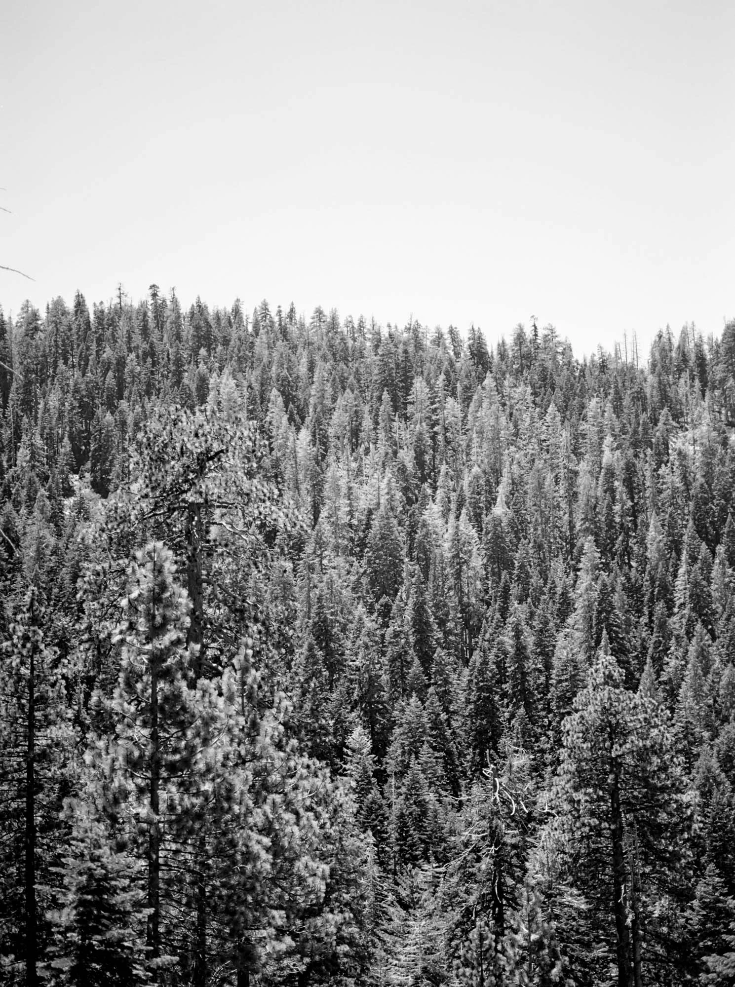 Yosemite National Park by Cleveland Wedding Photographer Matt Erickson Photography