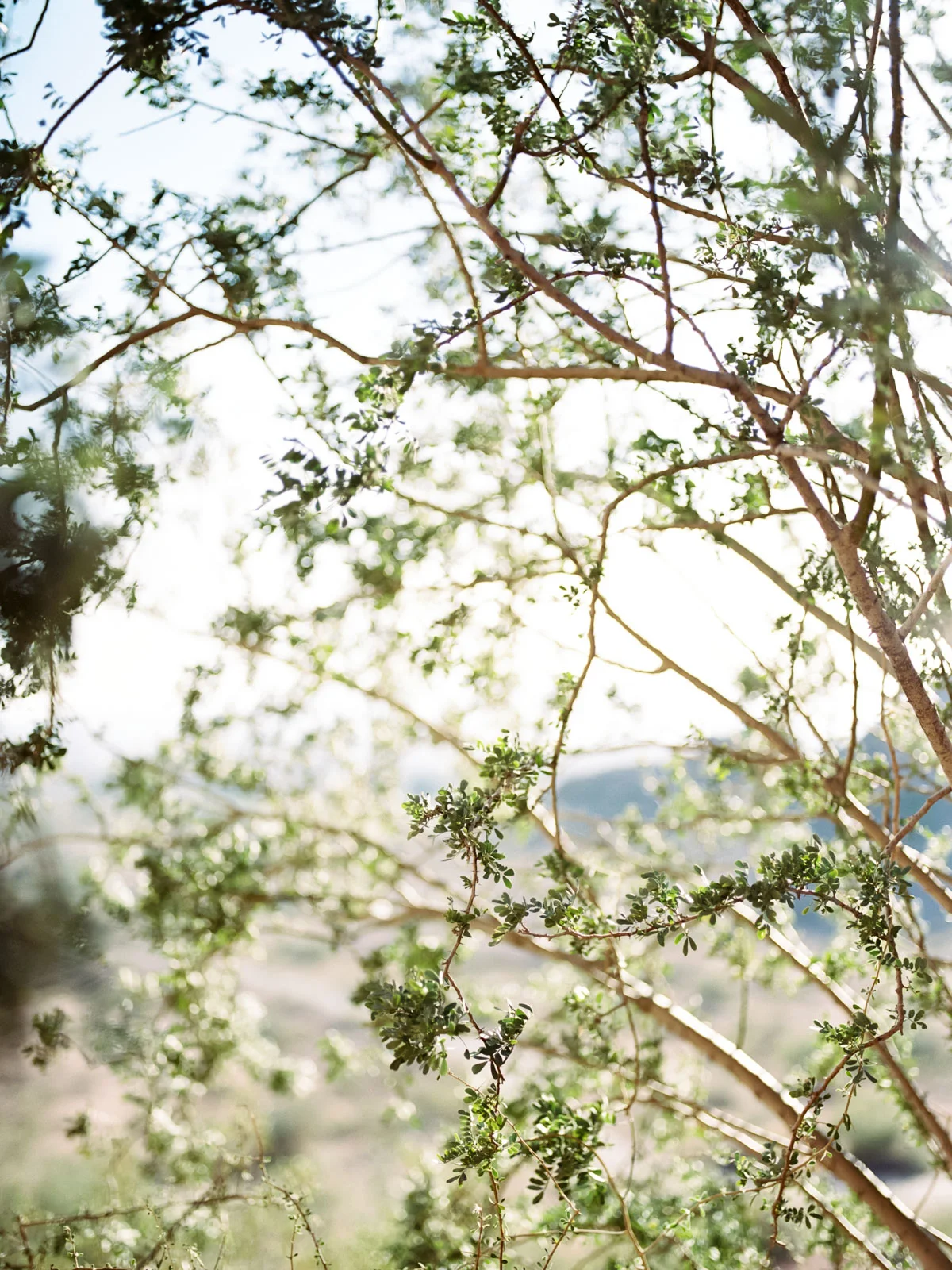 Phoenix Engagement Photos by Cleveland Wedding Photographer Matt Erickson Photography