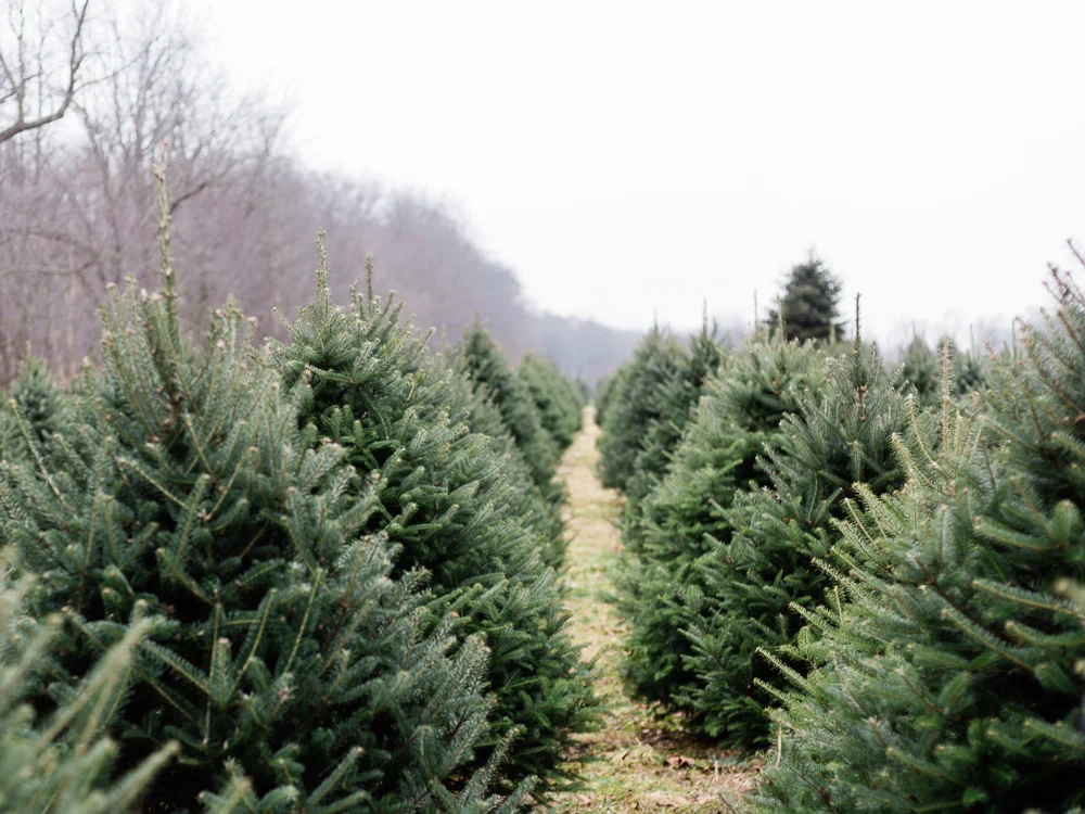christmas-tree-farm-engagement-photos-matt-erickson-photography-1.jpg