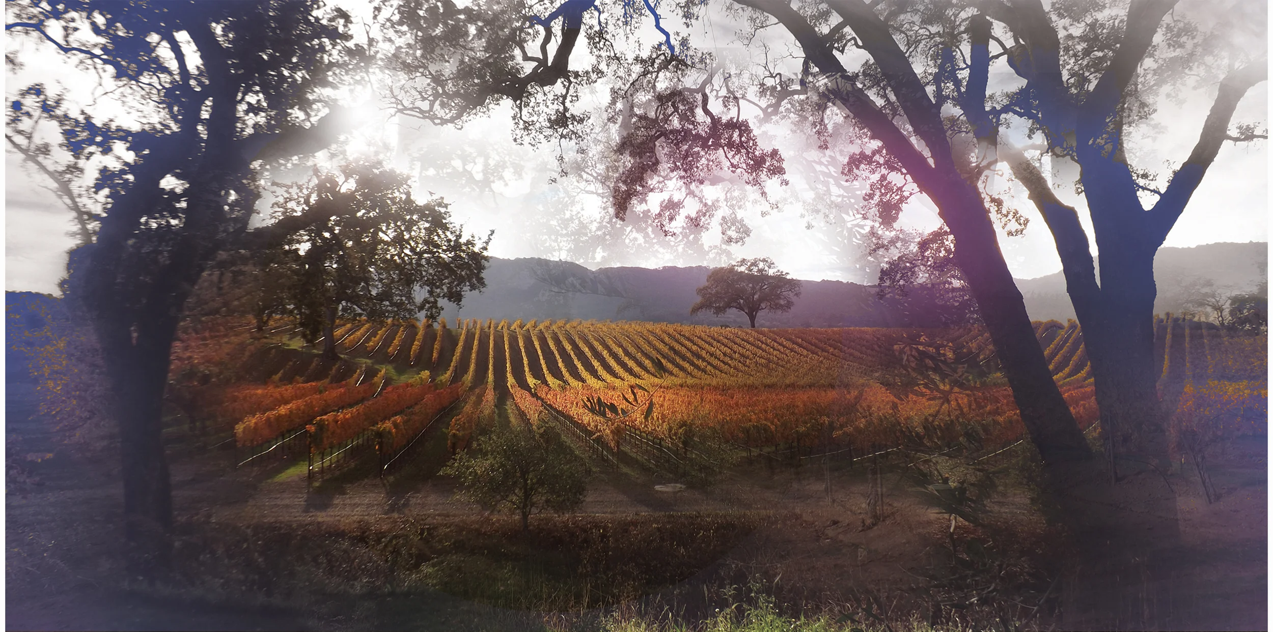 Sonoma Vineyard.jpg
