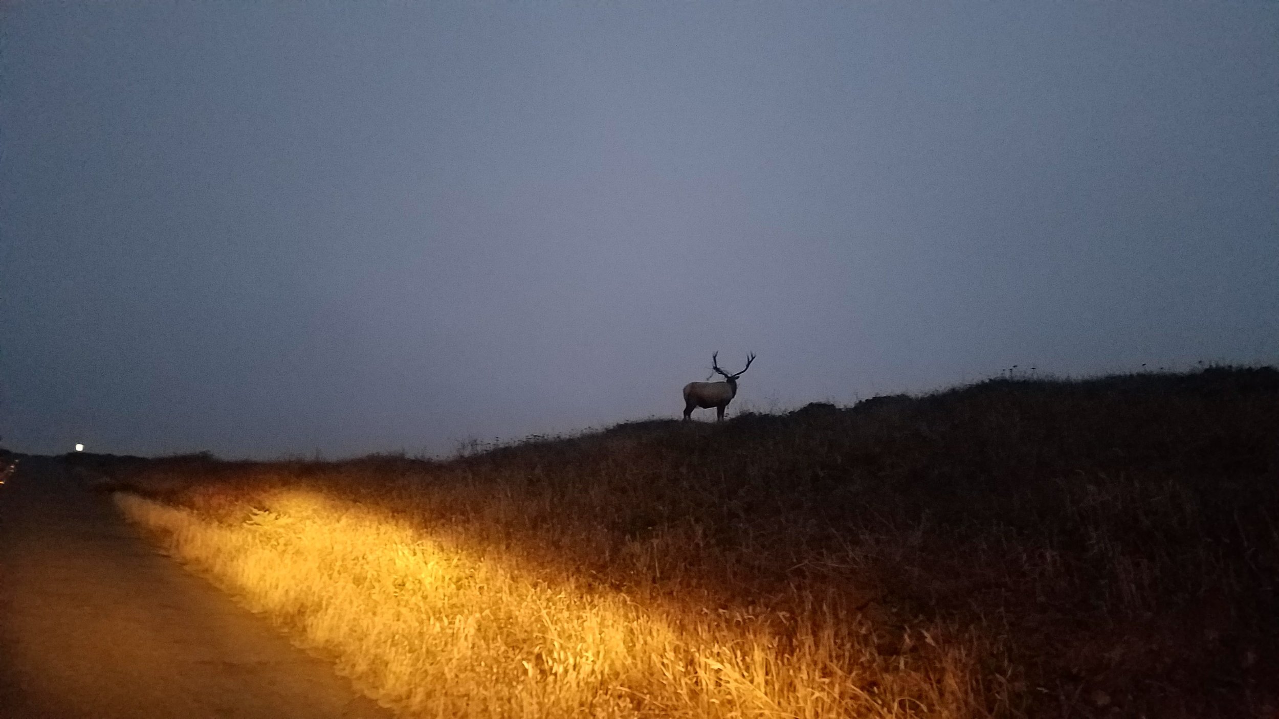  Saw an Elk.... 