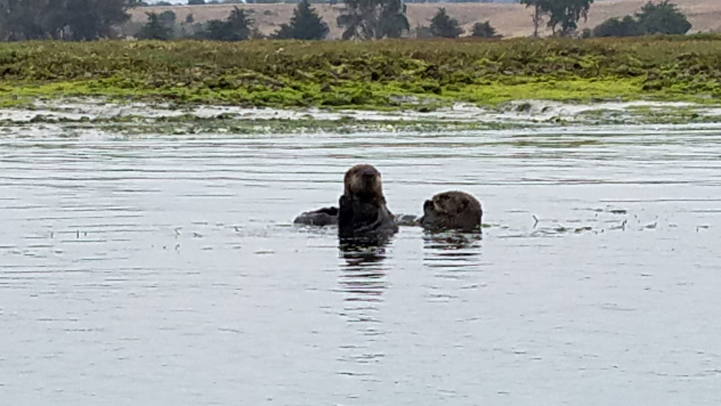  Saw otters... 