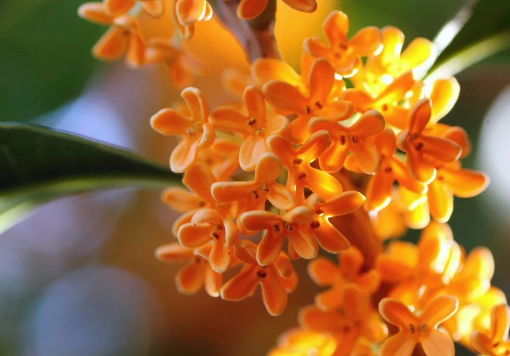 100 Graines De Fleurs D'osmanthus Blanches - Pour Bonsaï Ou Jardin, Culture Facile | Petites Fleurs Parfumées