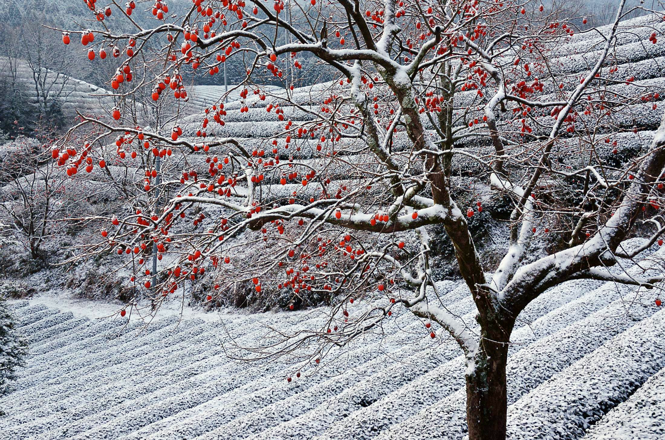 Japanese persimmon tree in the tea garden