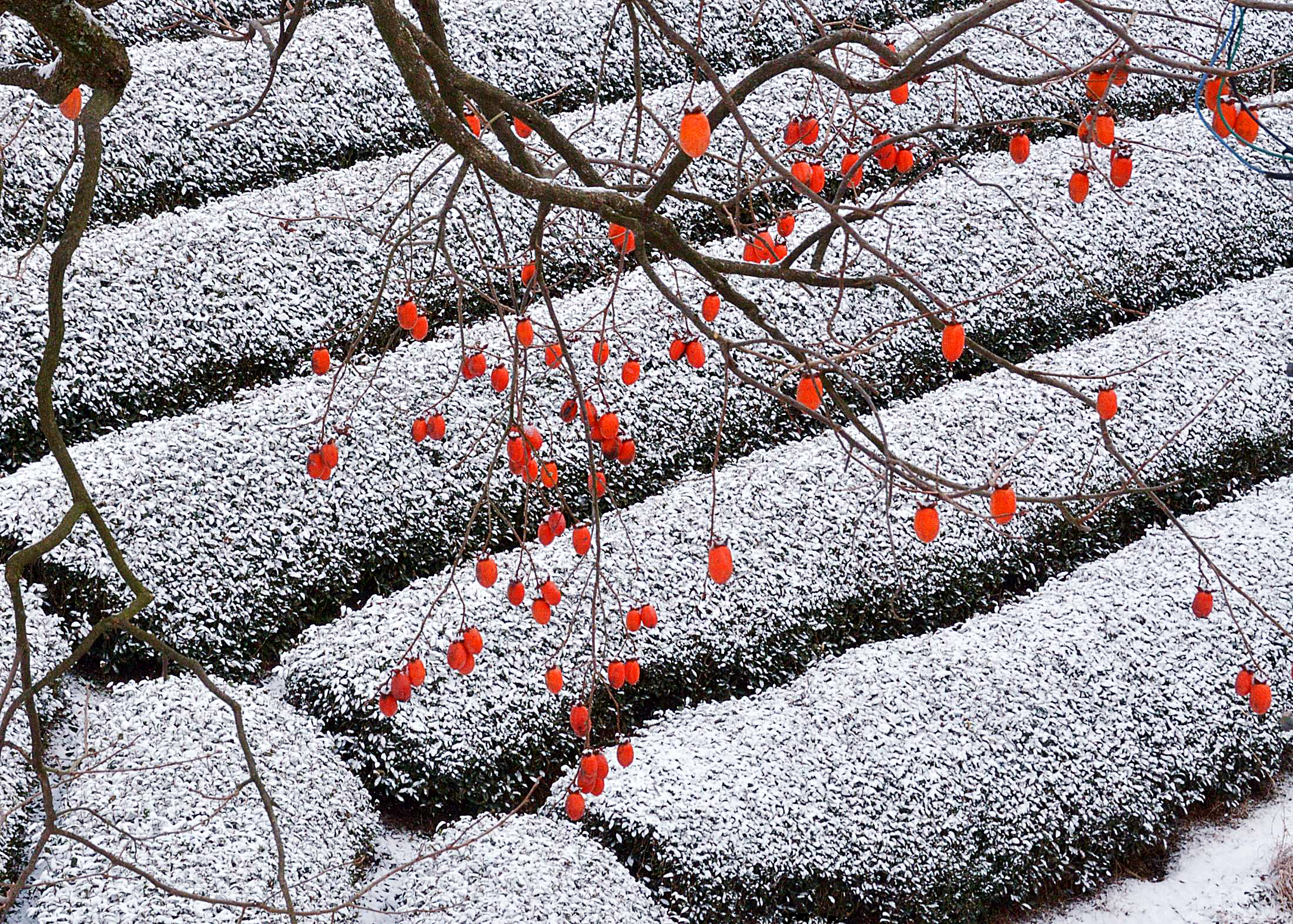 Japanese persimmon tree