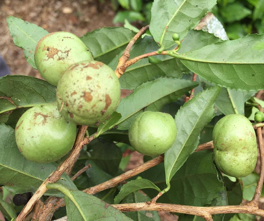 Cha-no-mi - le fruit du théier