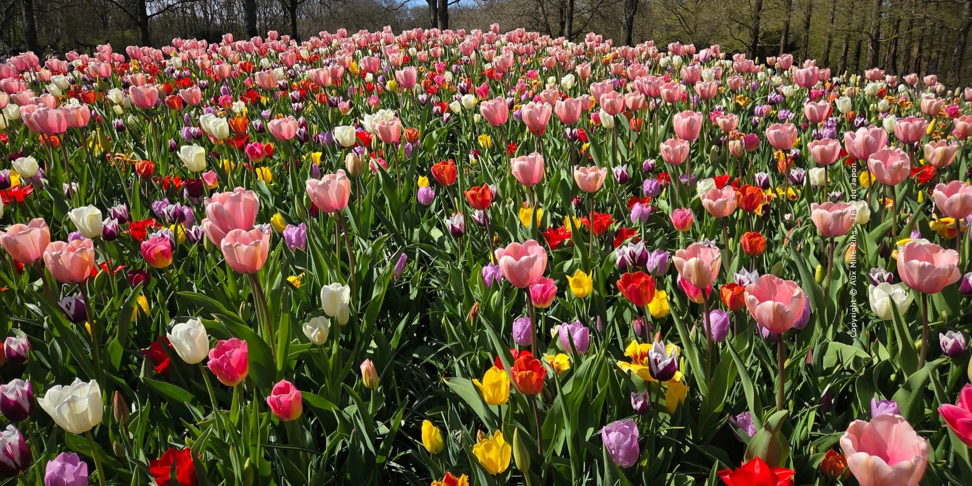Keukenhof ELI 20260406_132242 Colline de tulipes banner.jpg