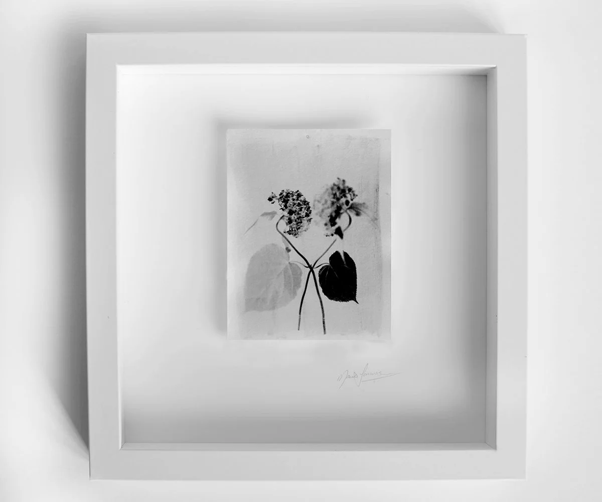 HydrangeaS.jpg