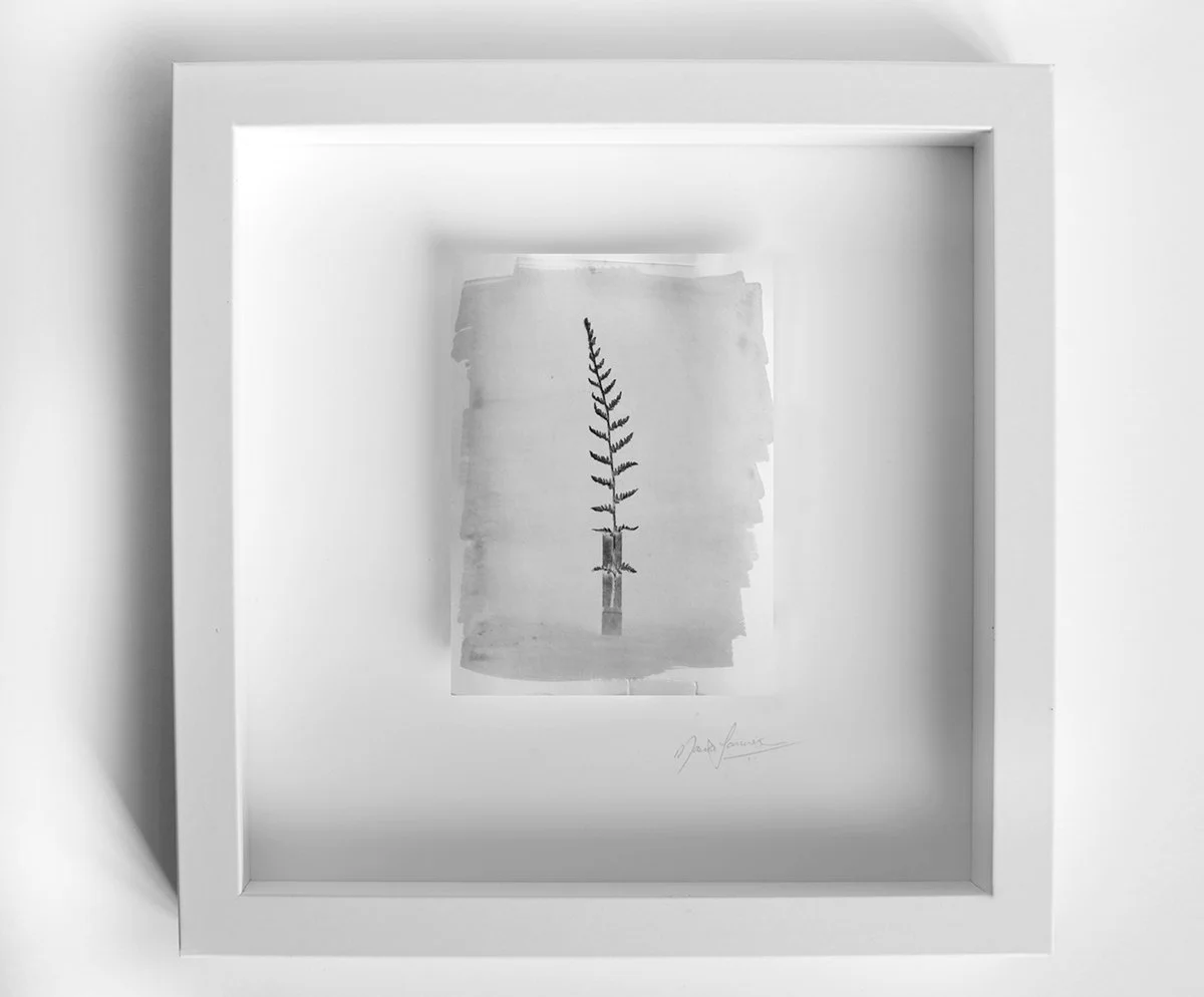 FernS.jpg