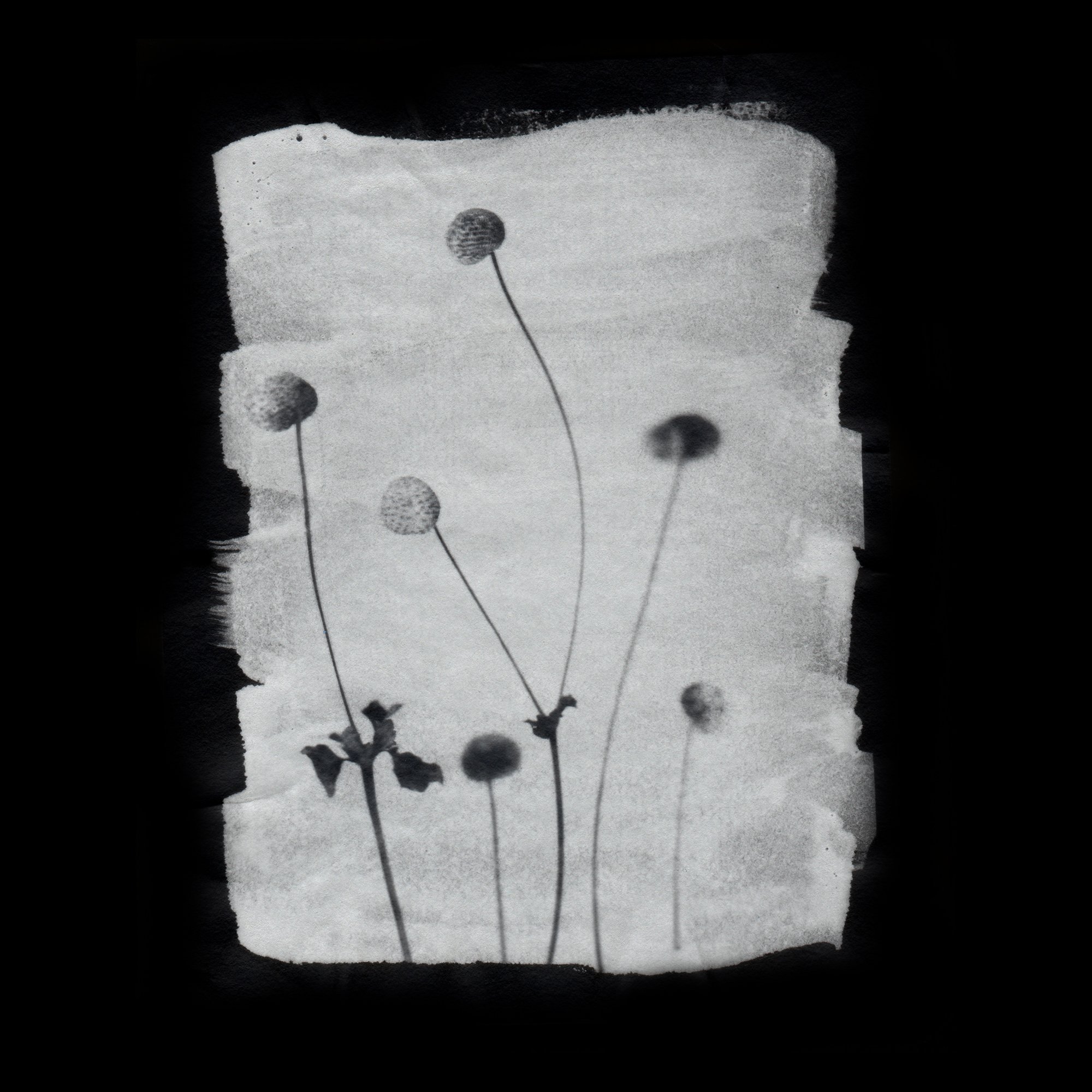 Anemone Seed Heads 01Web.jpg