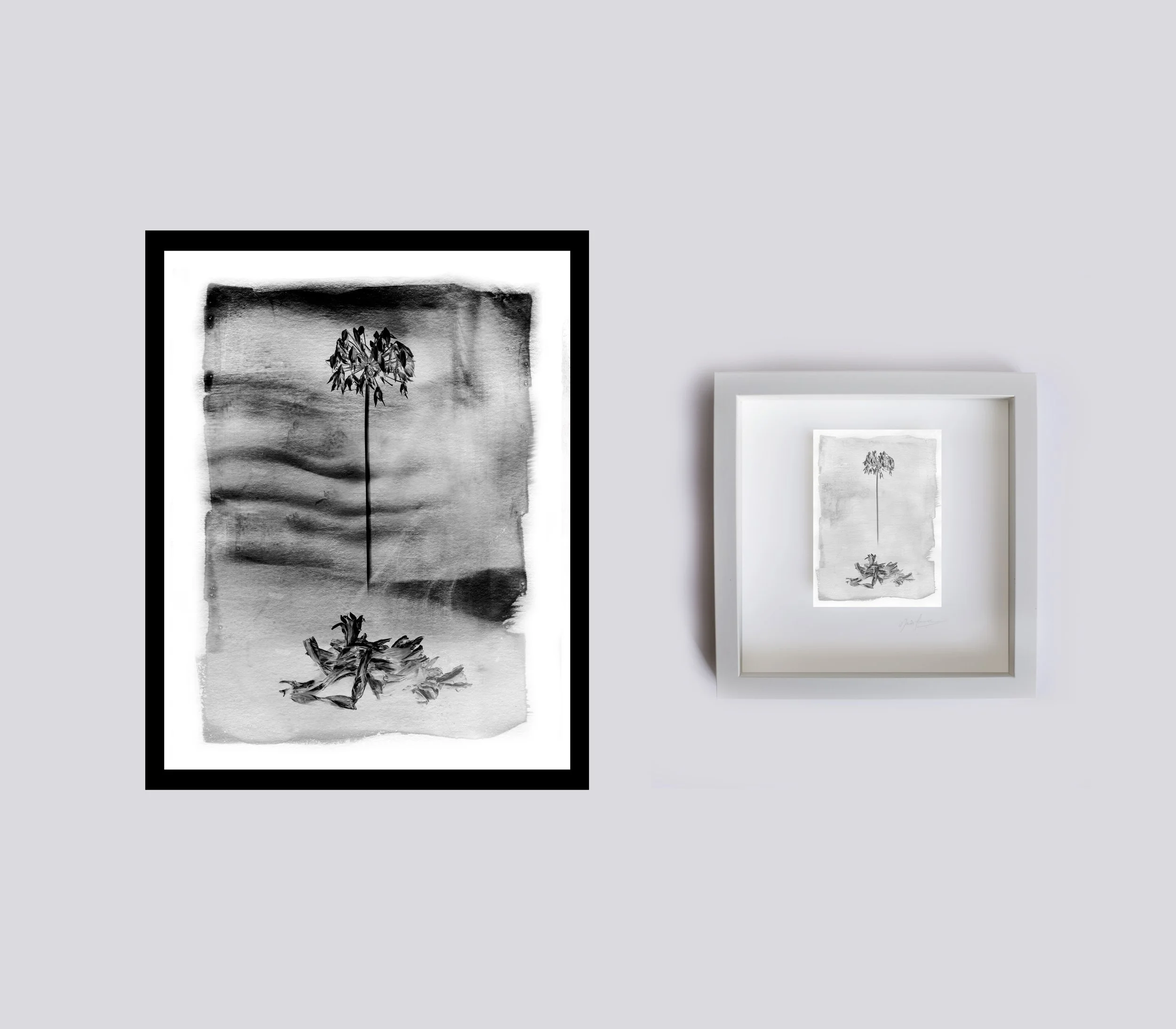 Agapanthus 2 Port.jpg