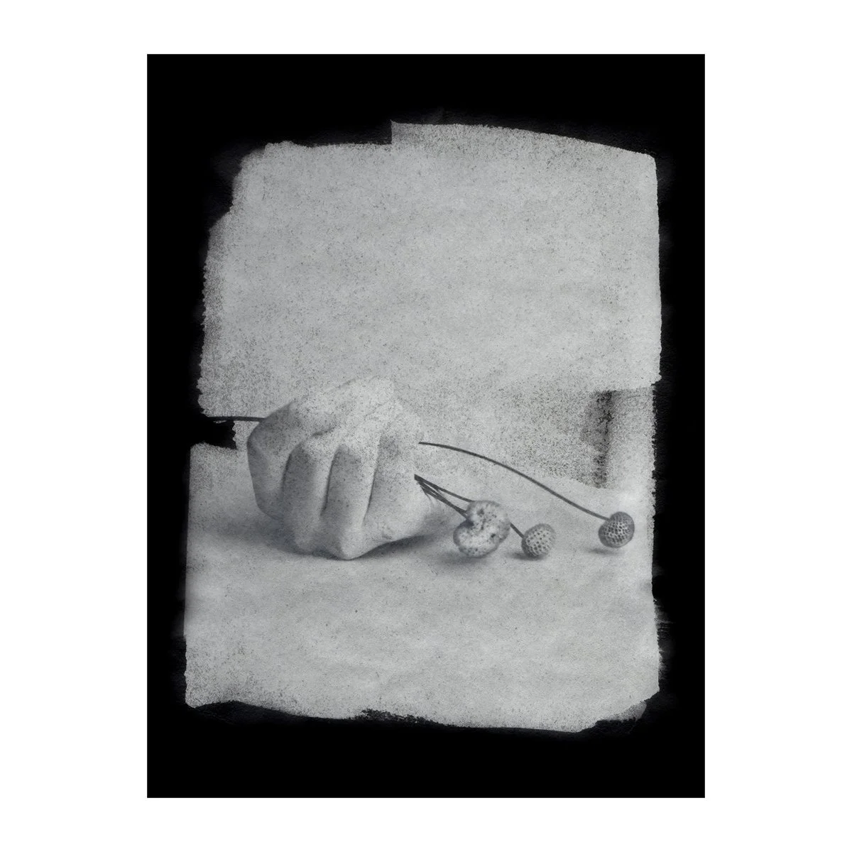 Anemone Seeds_sq.jpg