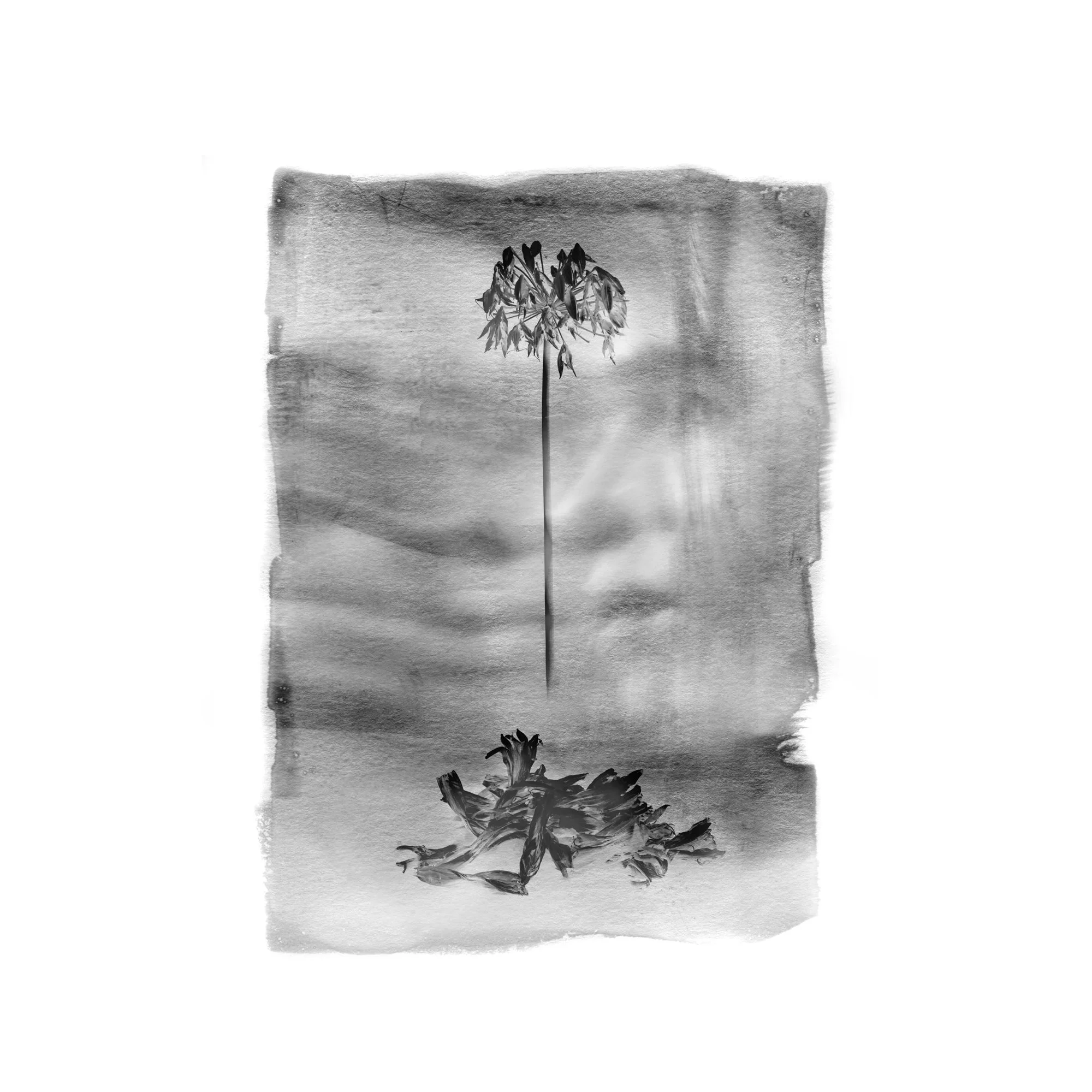 Agapanthus Web02.jpg