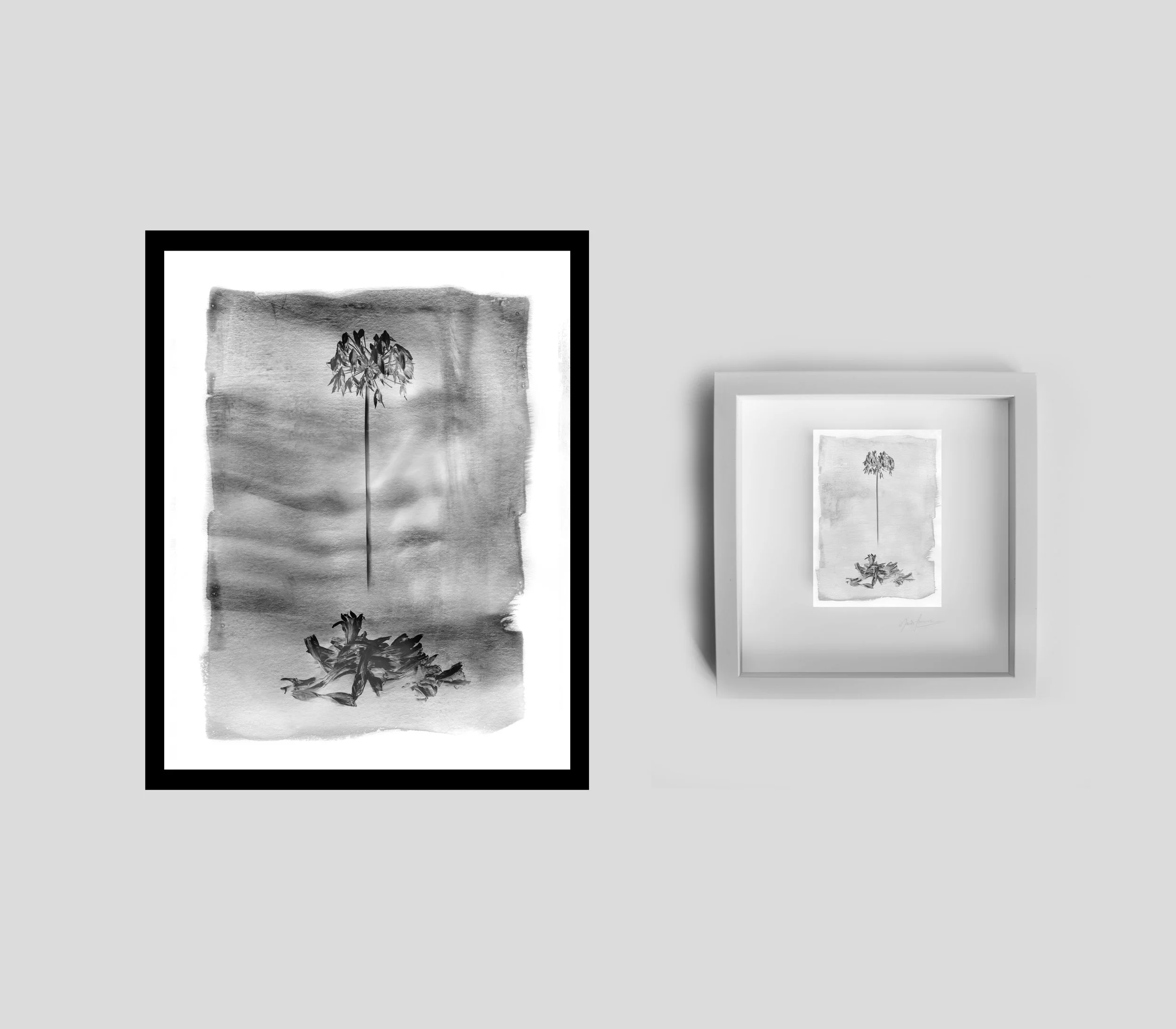 Agapanthus 2 Port.jpg