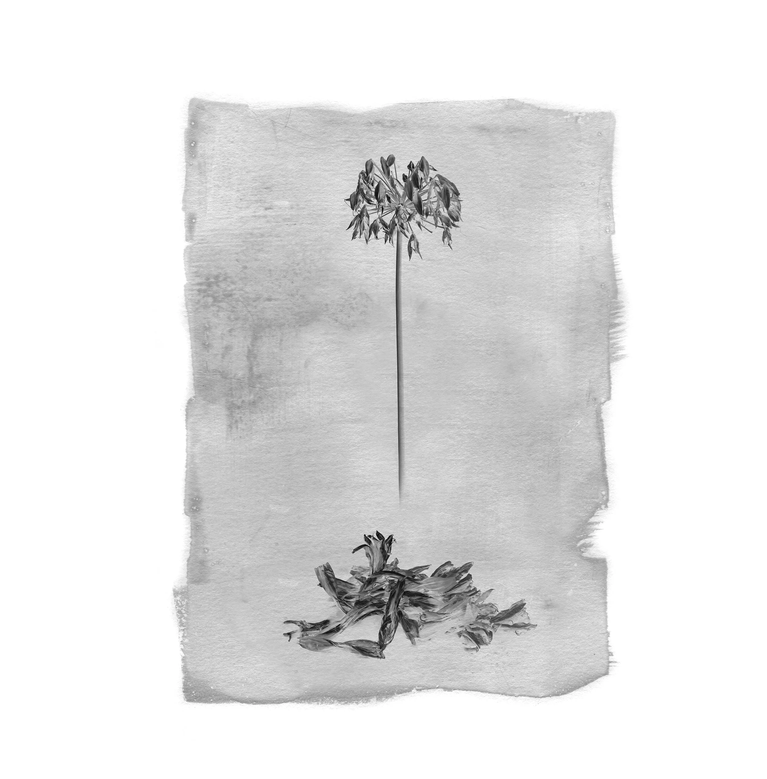 Agapanthus FinalSqweb.jpg