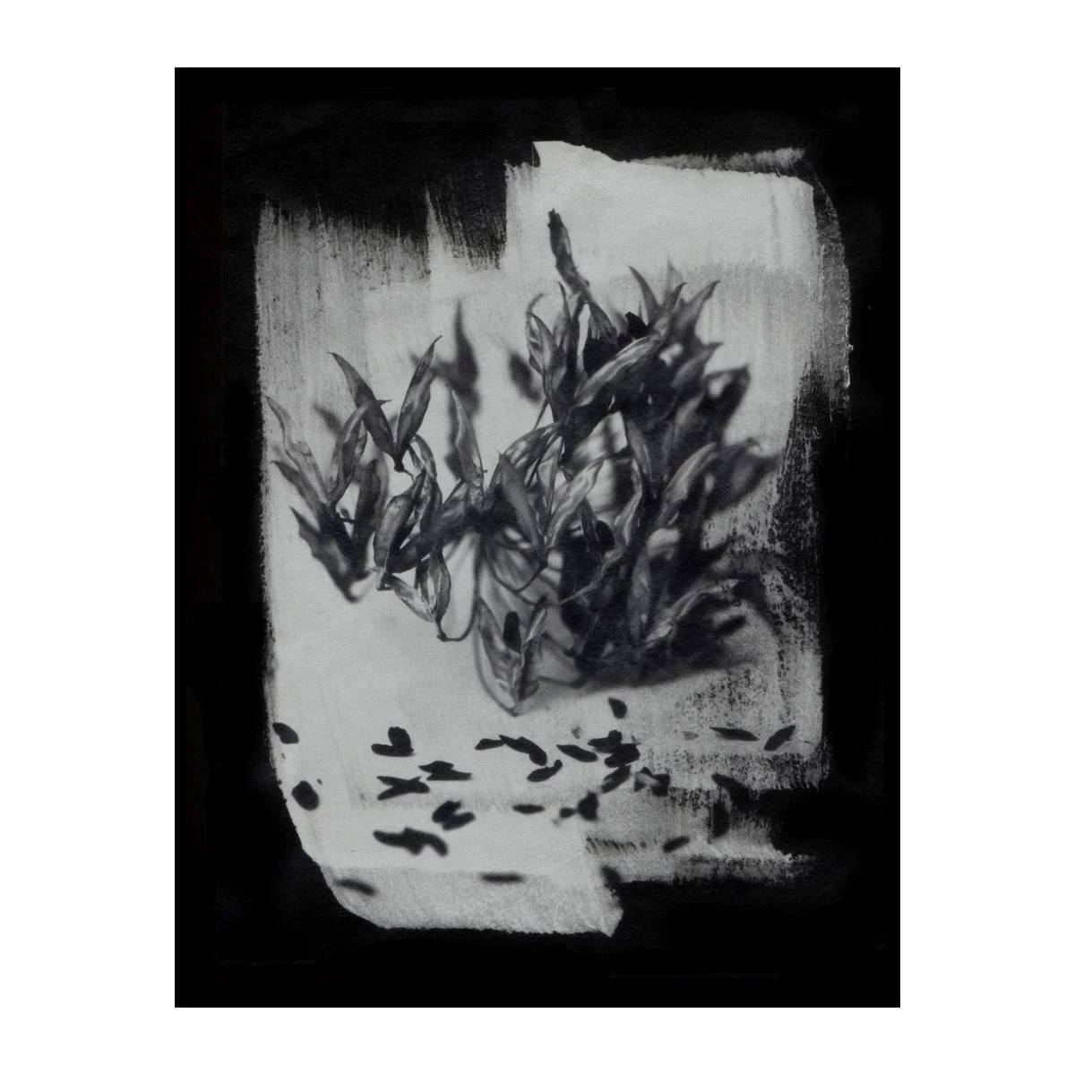 Agapanthus_sq.jpg
