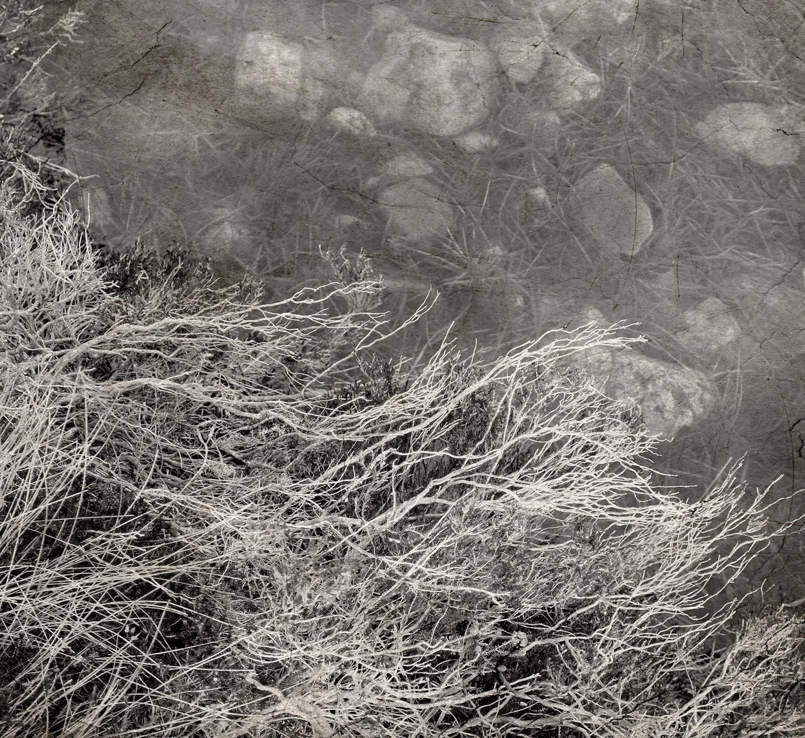Rock pool_heather 02.jpg