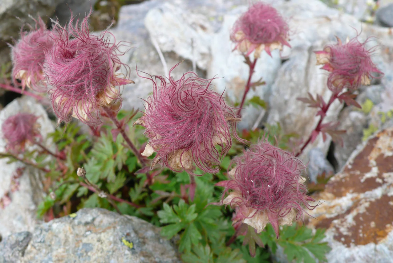Geum