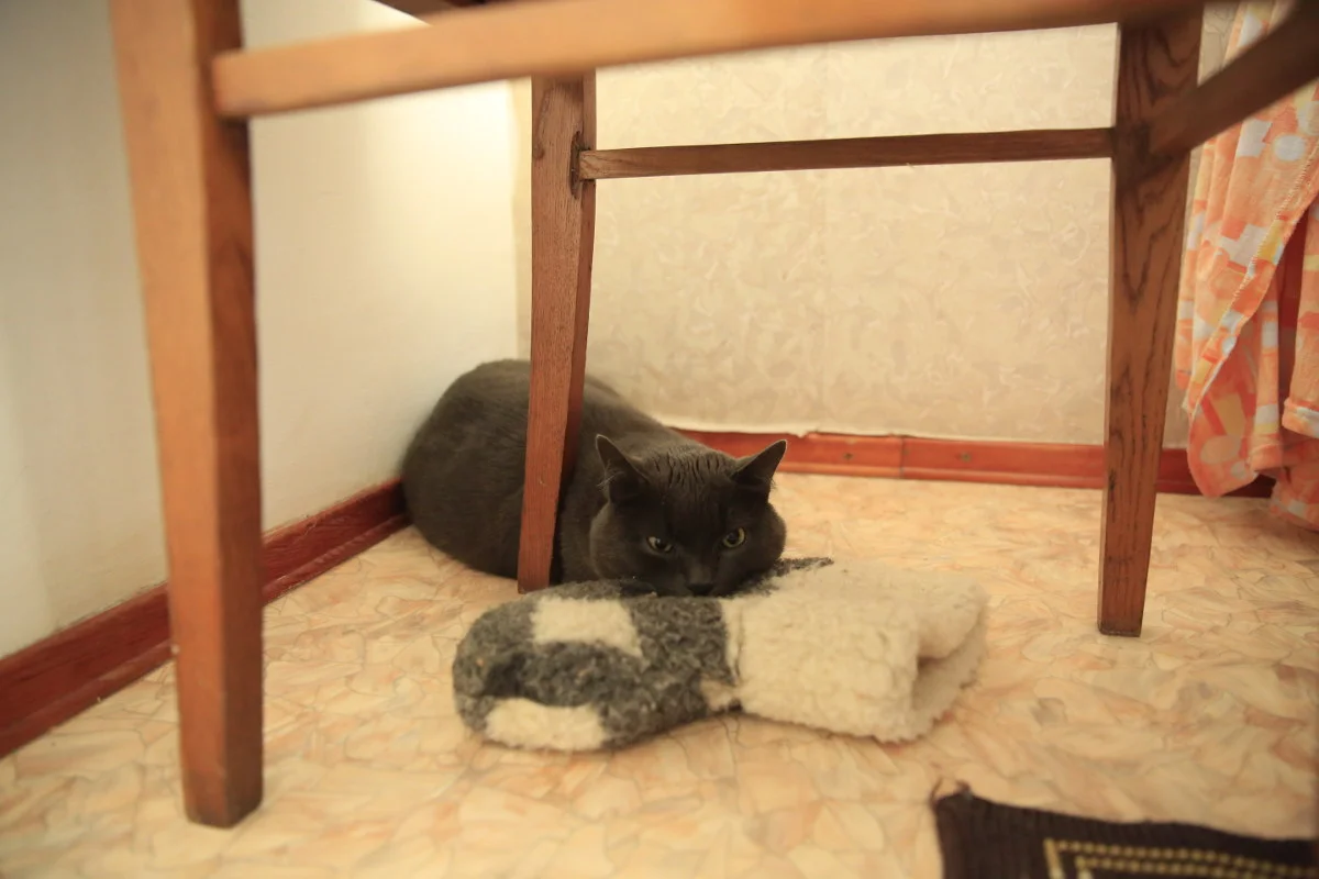 Cat keeps warm with woolen sock.