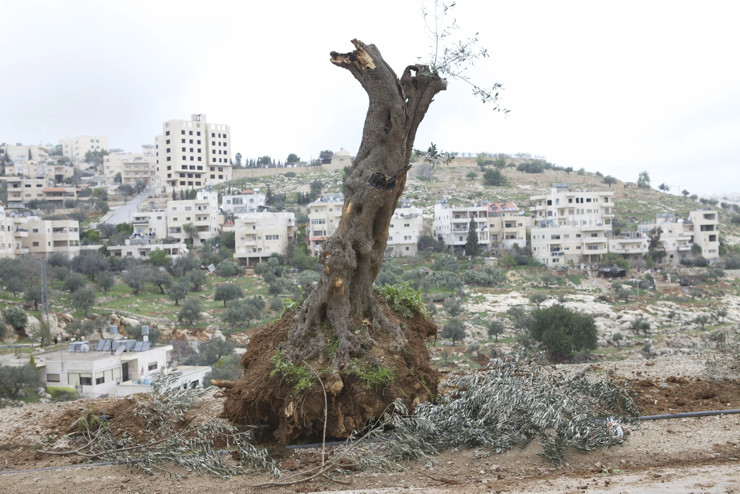 Uprooted Olive Tree.JPG