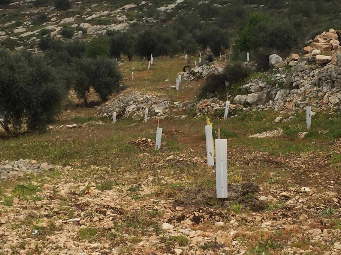 Een aantal van de Ds. Ader-olijfbomen groeit in het Palestijnse landschap. De beschermhulzen zorgen ervoor dat geiten de boompjes overslaan.