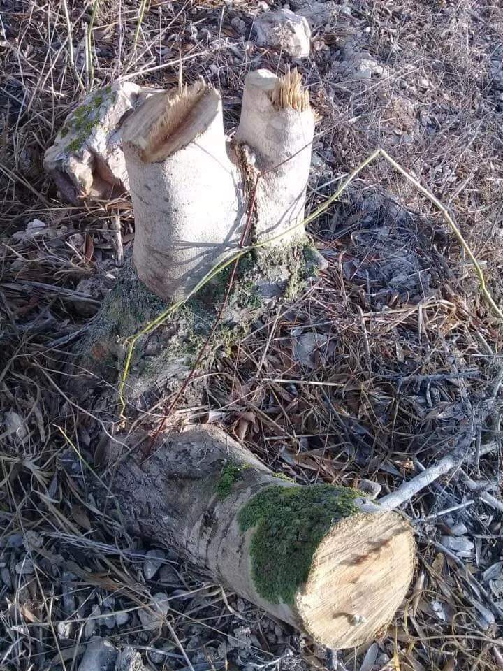 Gekapte olijfboom in Far’ata