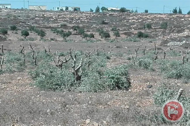 Settlers 100 trees Ramallah.jpg