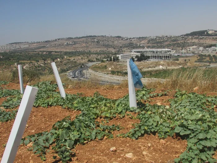 Himon Kruger field 2.jpg