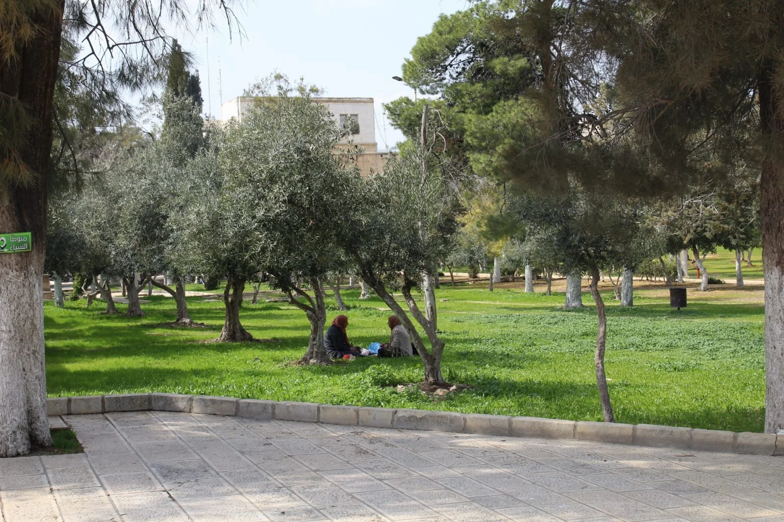 Olijfbomen bij Masjid al Aqsa