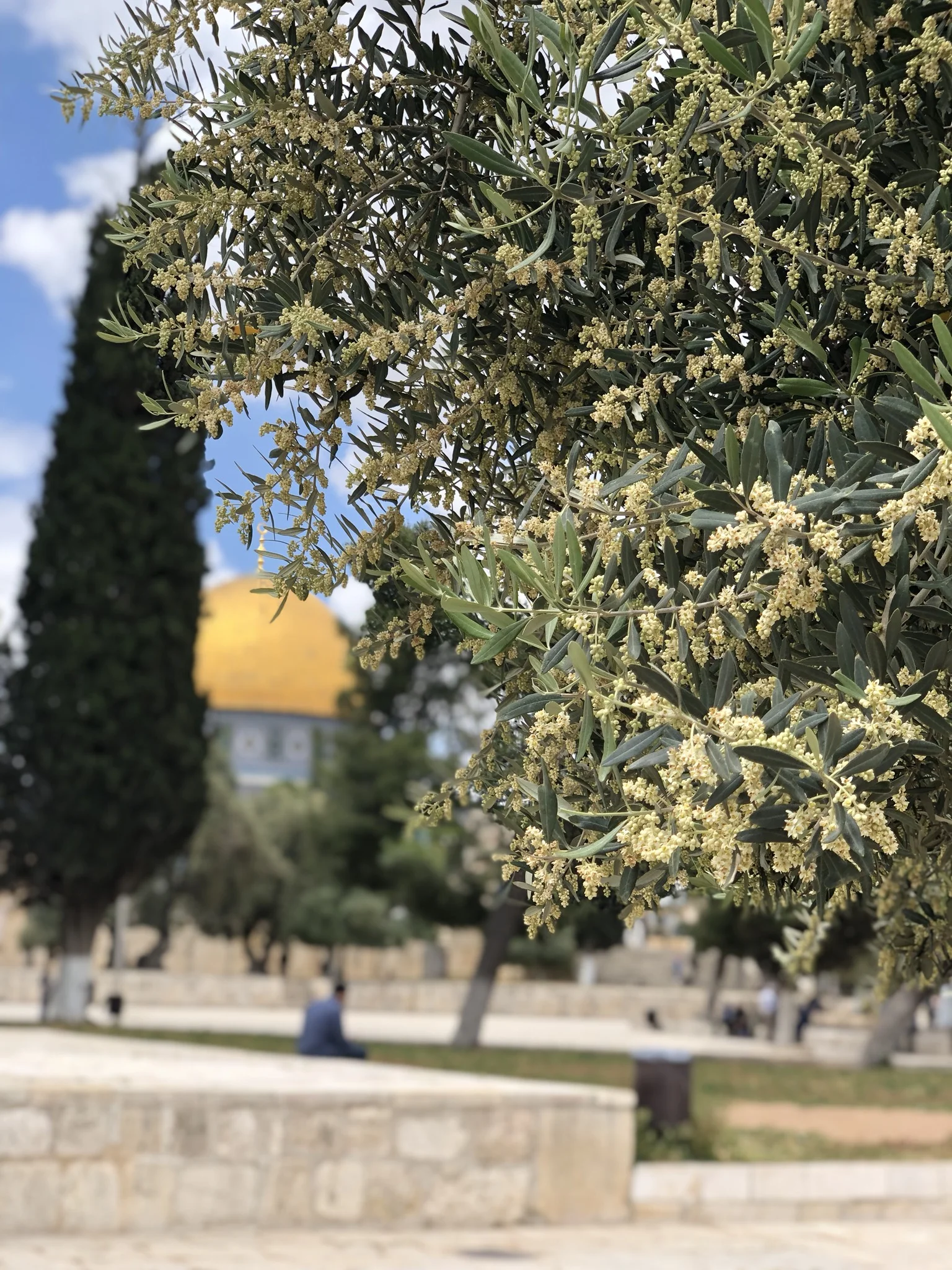 Op het hele Haram al-Sjarief staan veel (olijf)bomen