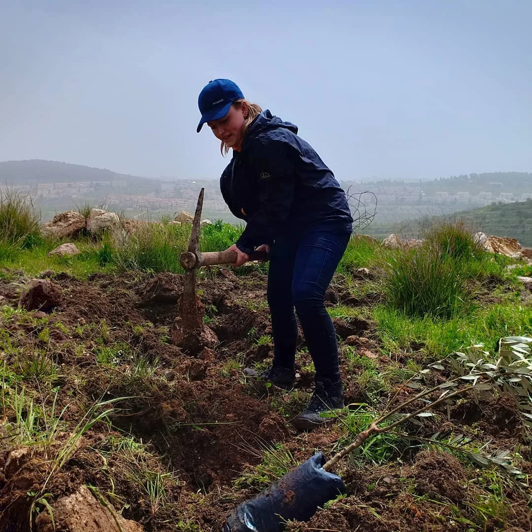 Een internationale vrijwilliger plant een van de olijfbomen