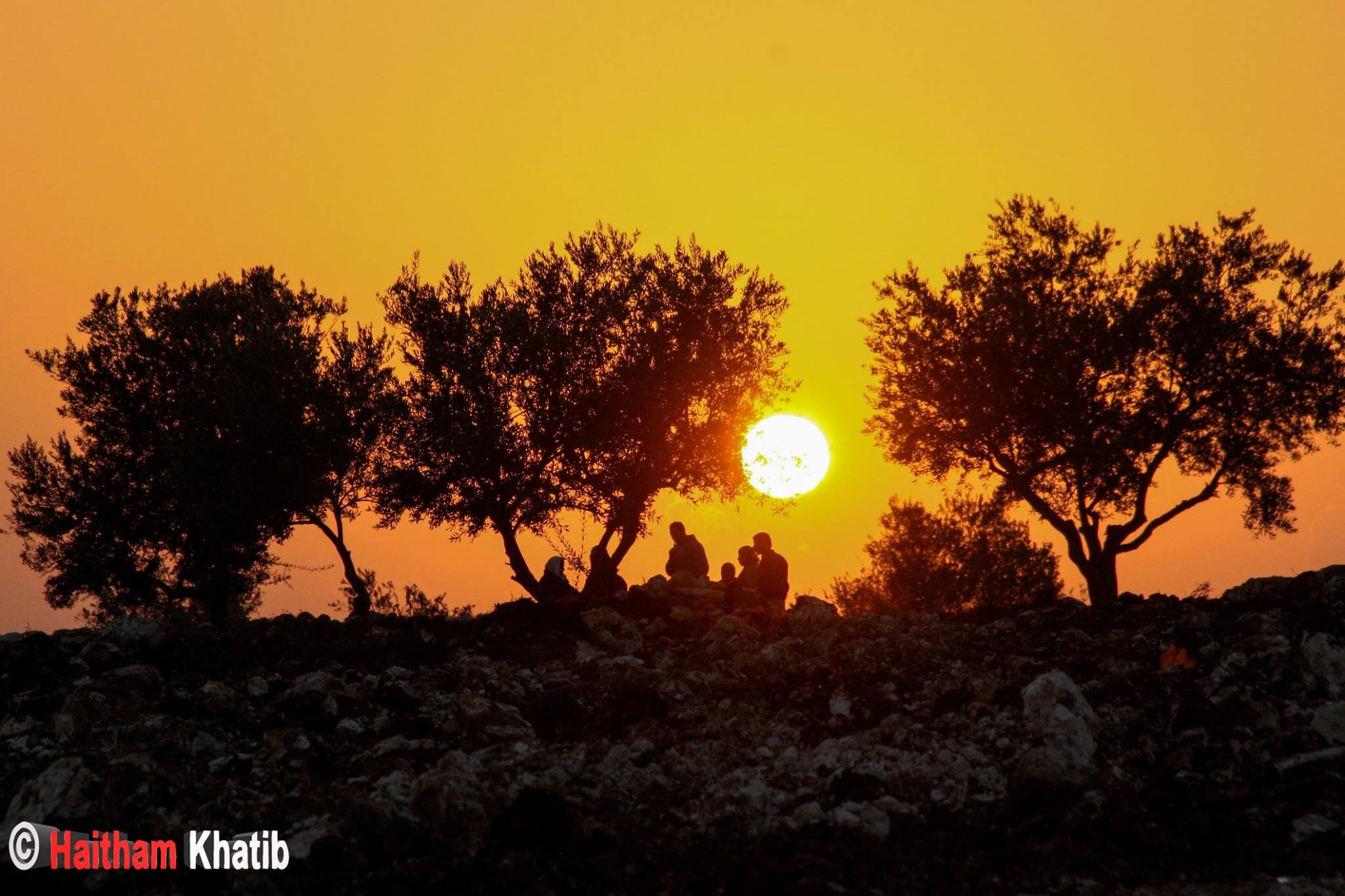 Haitham olijfbomen en ondergaande zon.jpg