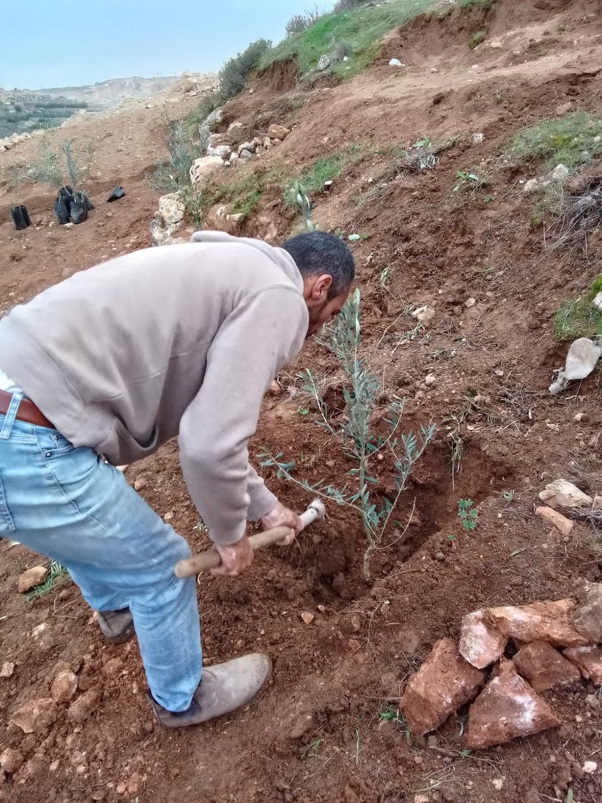 Anonieme olijfbomen seizoen 2023-2024