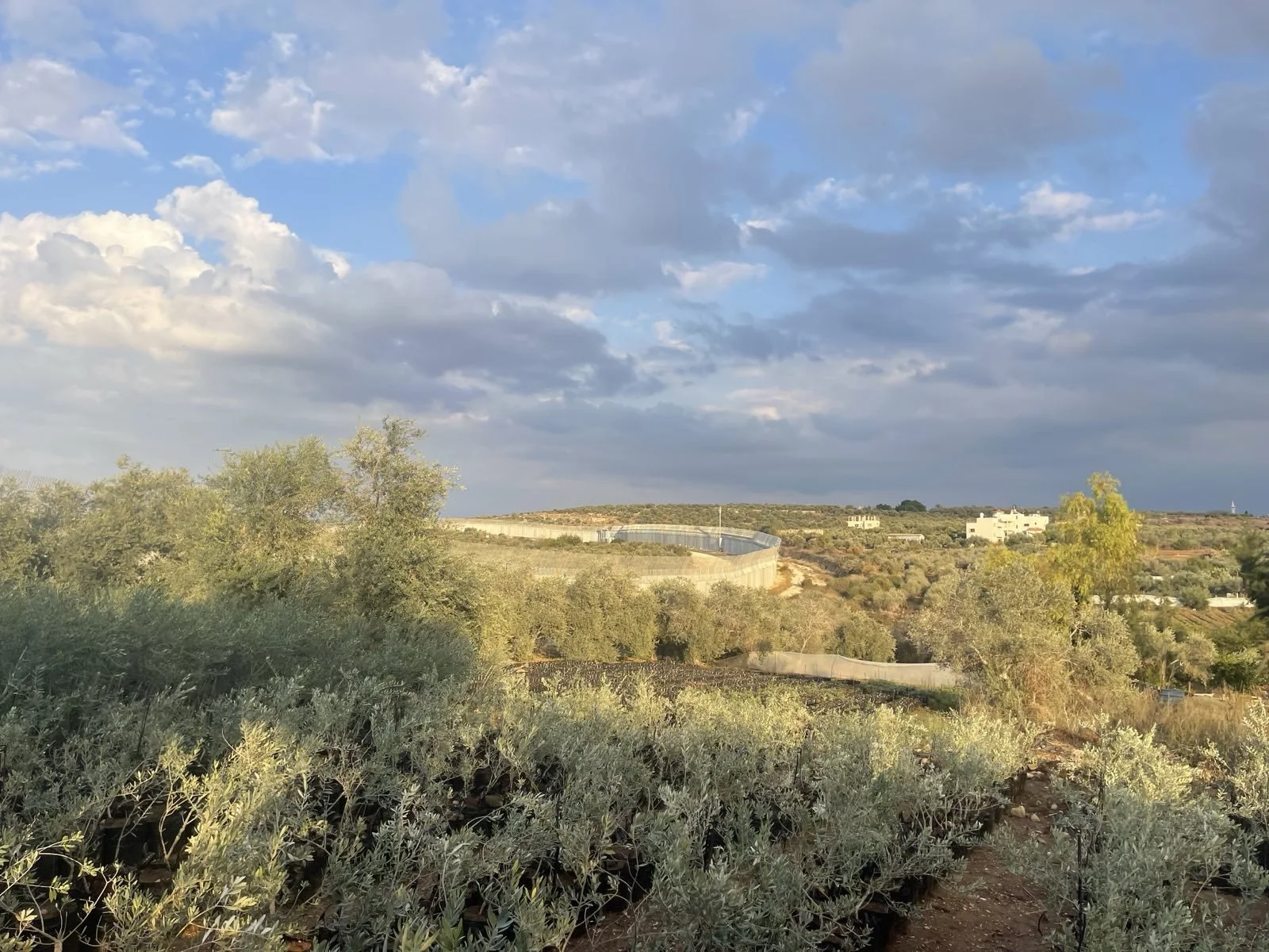 Bomen van kwekerijen in Palestina