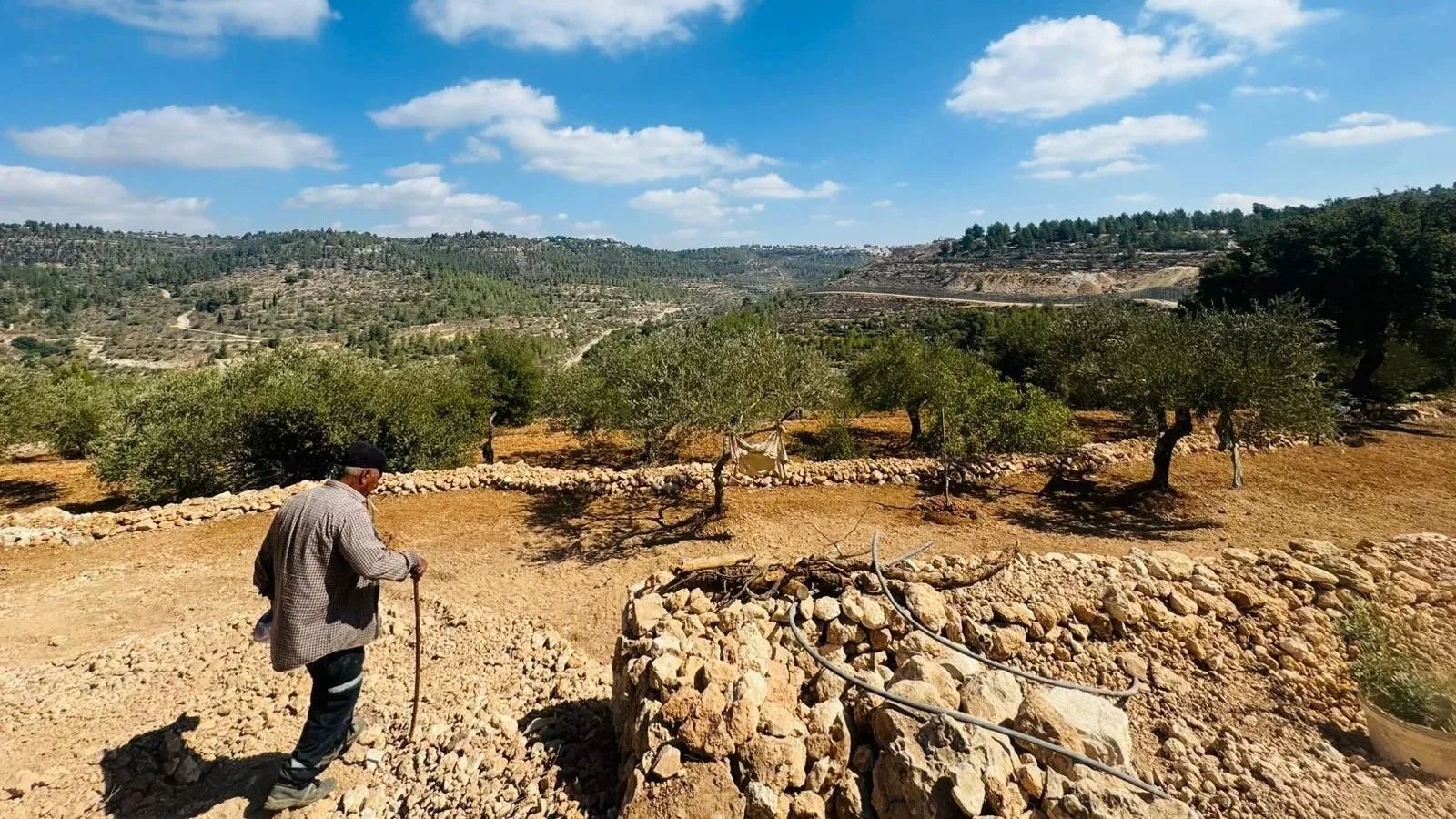 Meer dan alleen olijfbomen