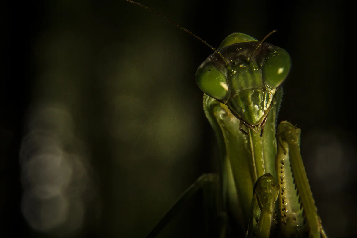 mantis-800.jpg