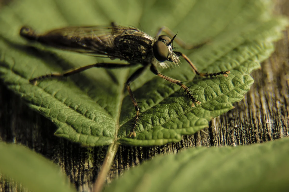 robber-fly-800.jpg