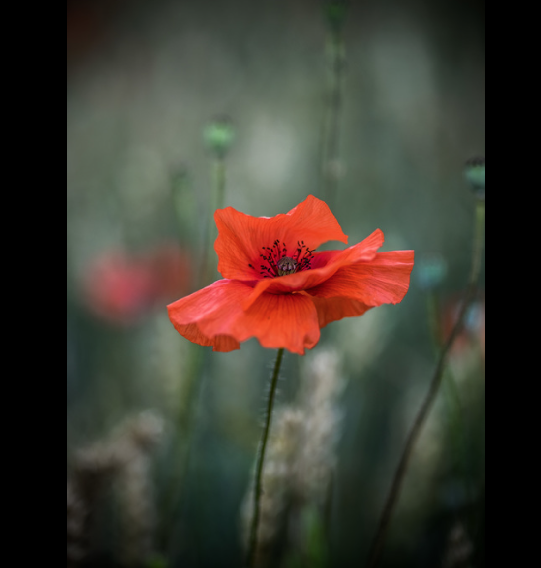 Tobias Steeves- Photography