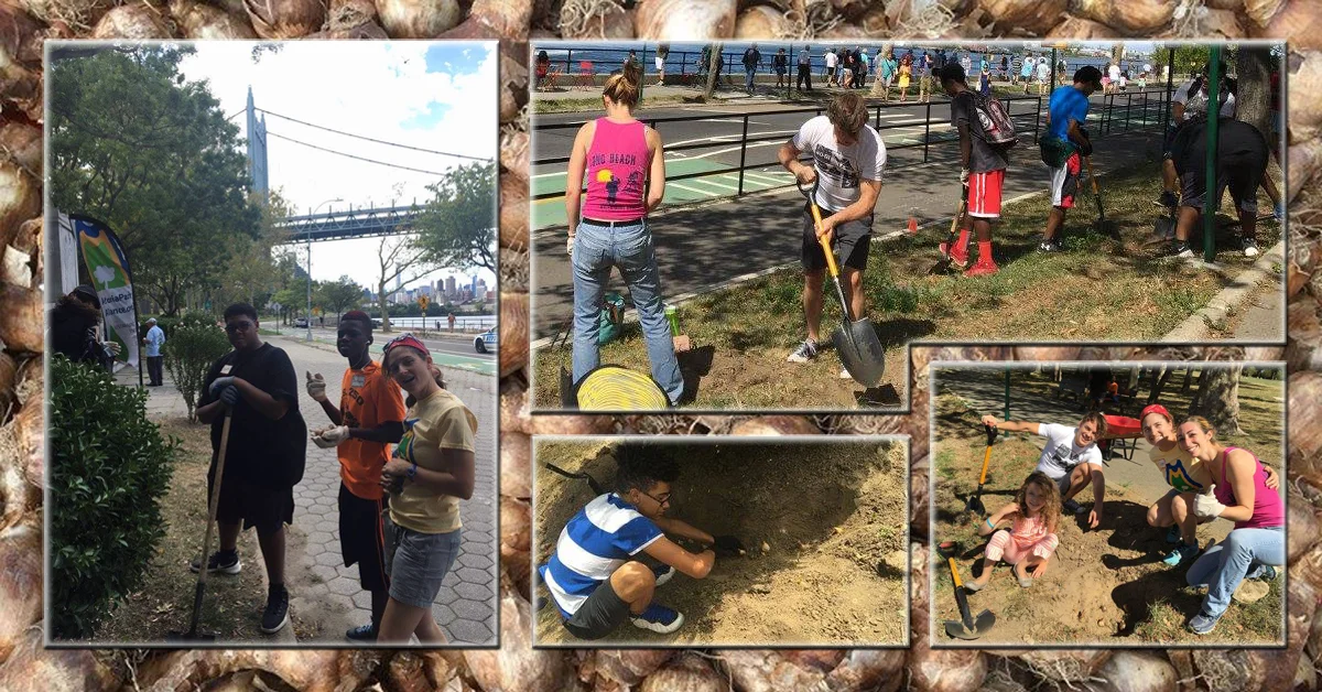Astoria Park Beautification | The Daffodil Project